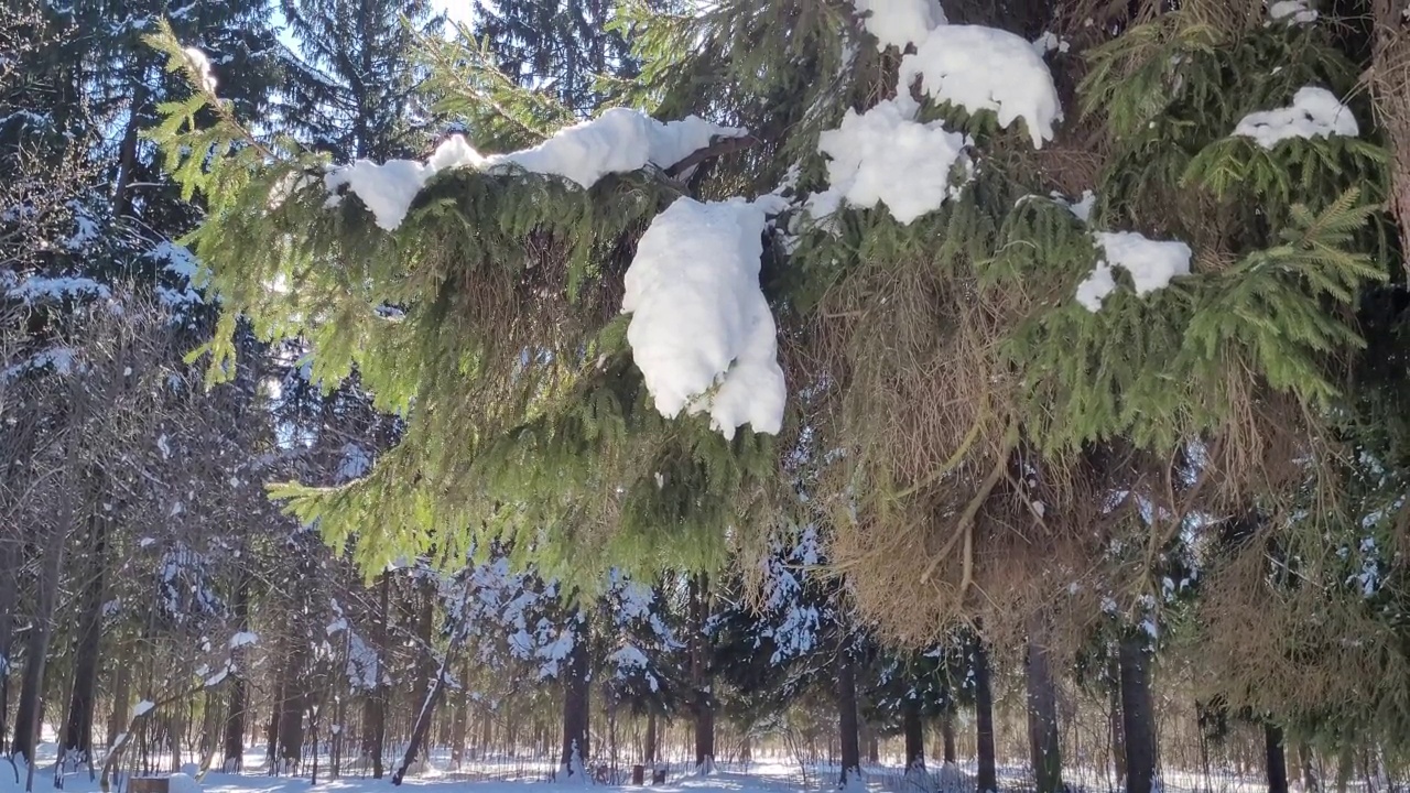 云杉树枝上的雪春天在森林中融化。视频素材