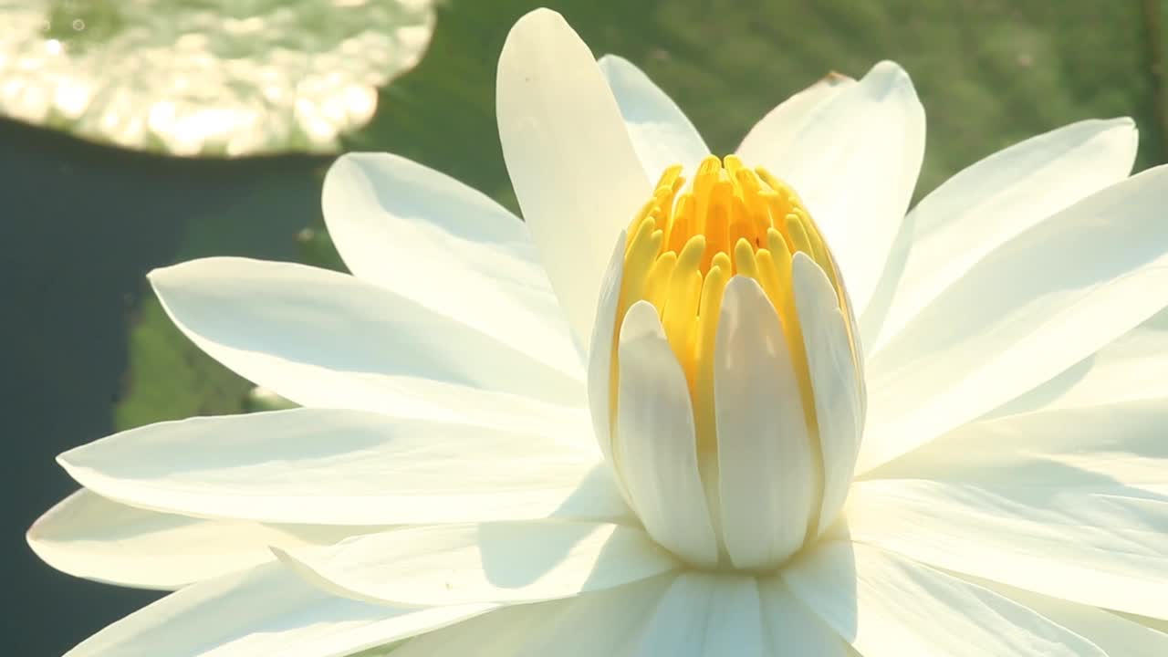 池塘里的荷花视频素材