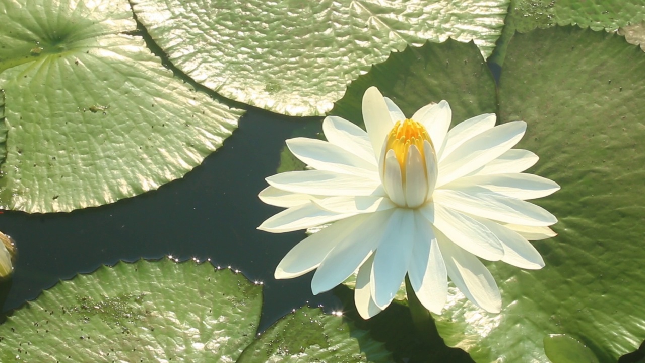 池塘里的荷花视频素材