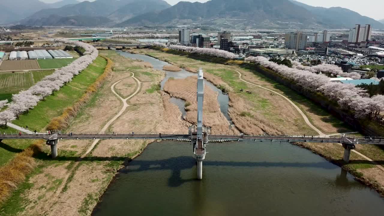 春天，樱花盛开的长廊——韩国全罗南道求礼郡徐世川川附近的大桥视频素材