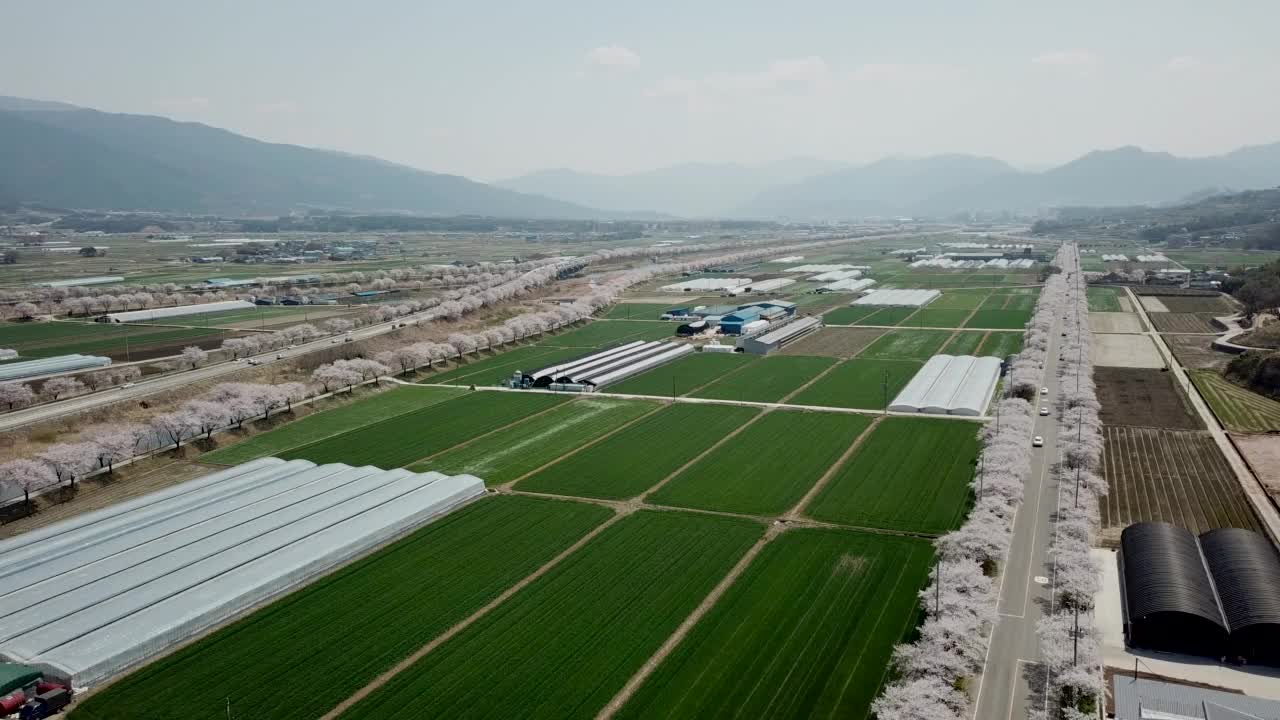 春天，樱花盛开的长廊——大桥、隧道、农田和山/求礼郡，韩国全罗南道视频素材