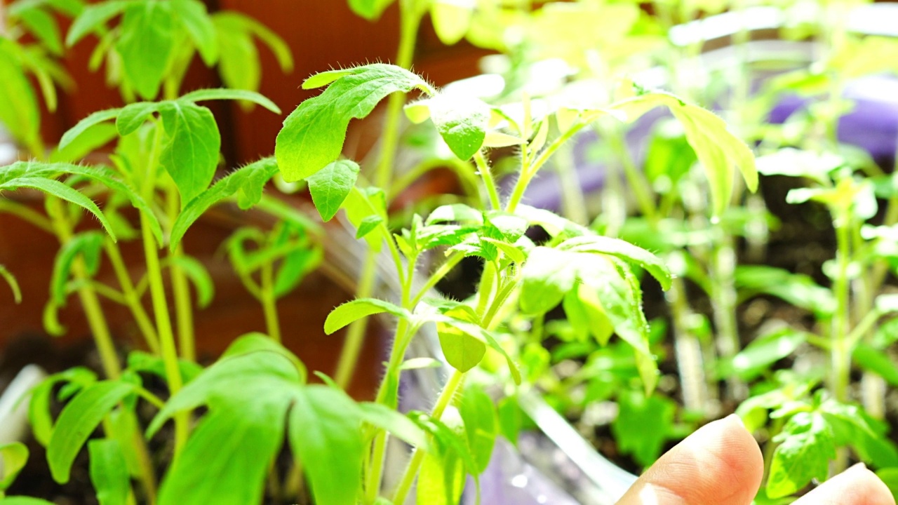 春天的阳光洒在窗边窗台上的花盆里的小番茄幼苗视频素材