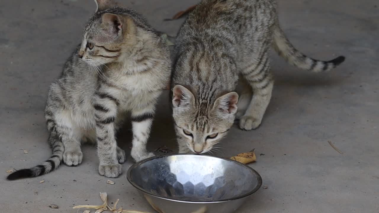 小猫坐在碗边等着喂食视频素材