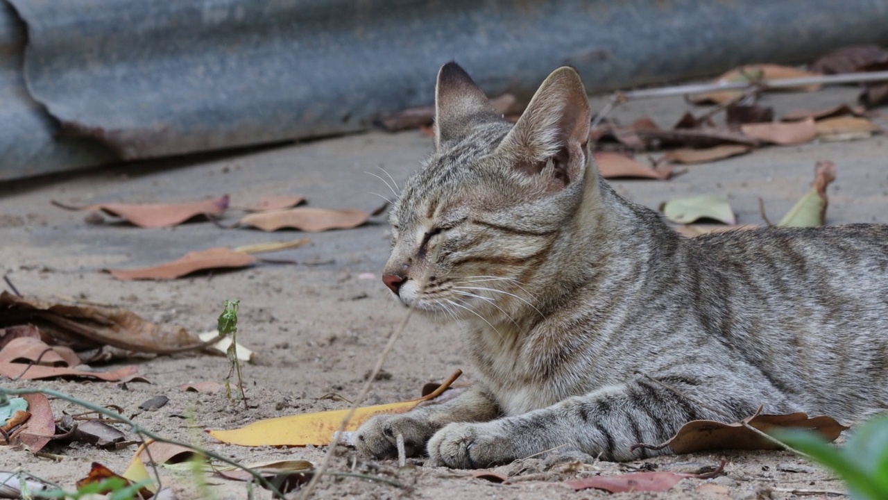 小猫在树荫下休息视频素材