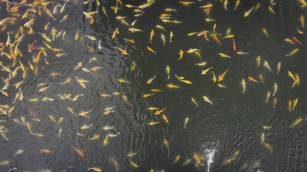 锦鲤在水里游泳视频素材