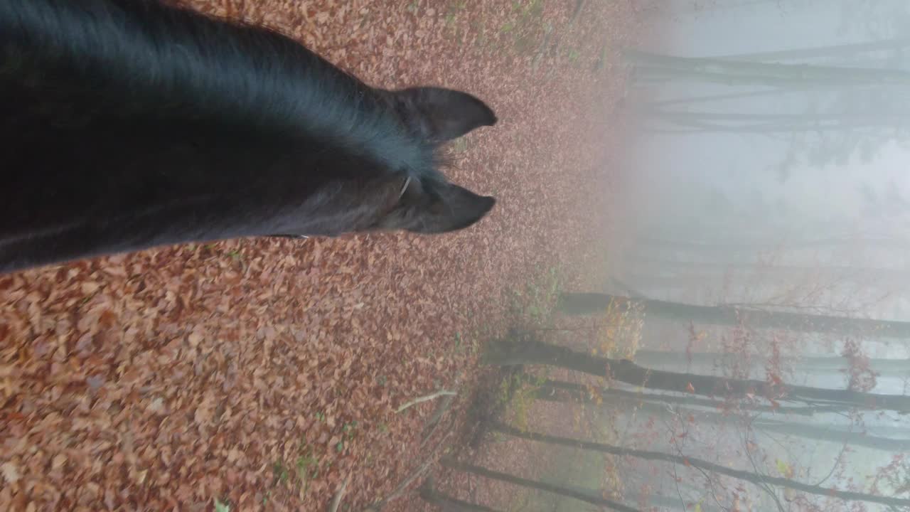 在雾蒙蒙的秋日，骑着一匹漂亮的马沿着风景优美的林间小道前行视频素材