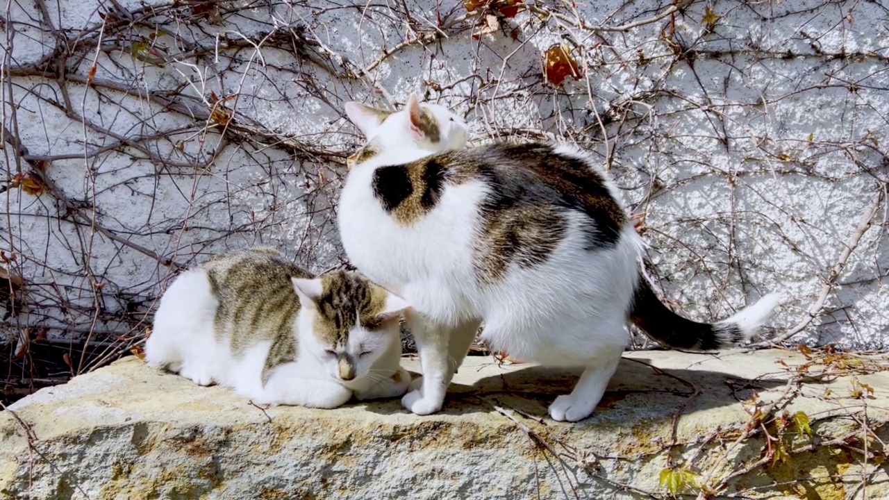 有趣的猫视频素材