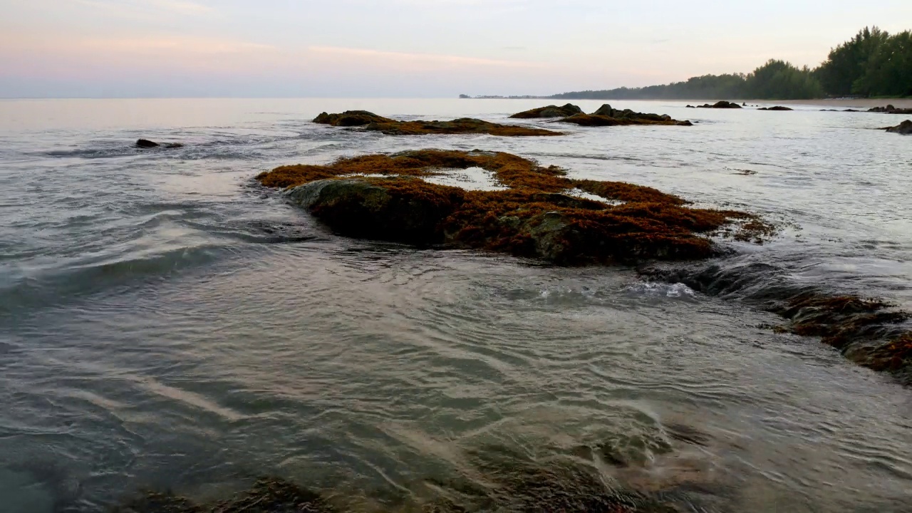 海岸景观中生长在岩石上的海藻视频素材