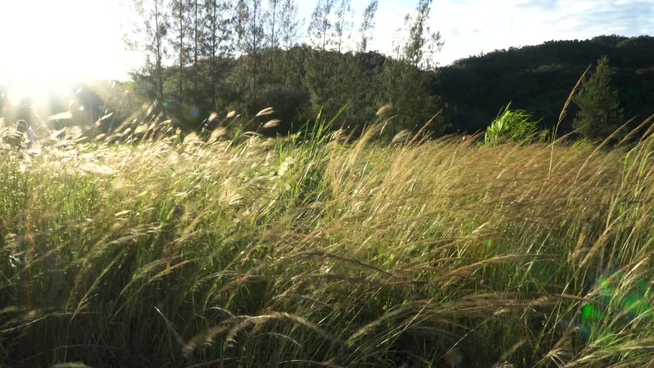 在夕阳的照耀下，路边的草花盛开。视频素材