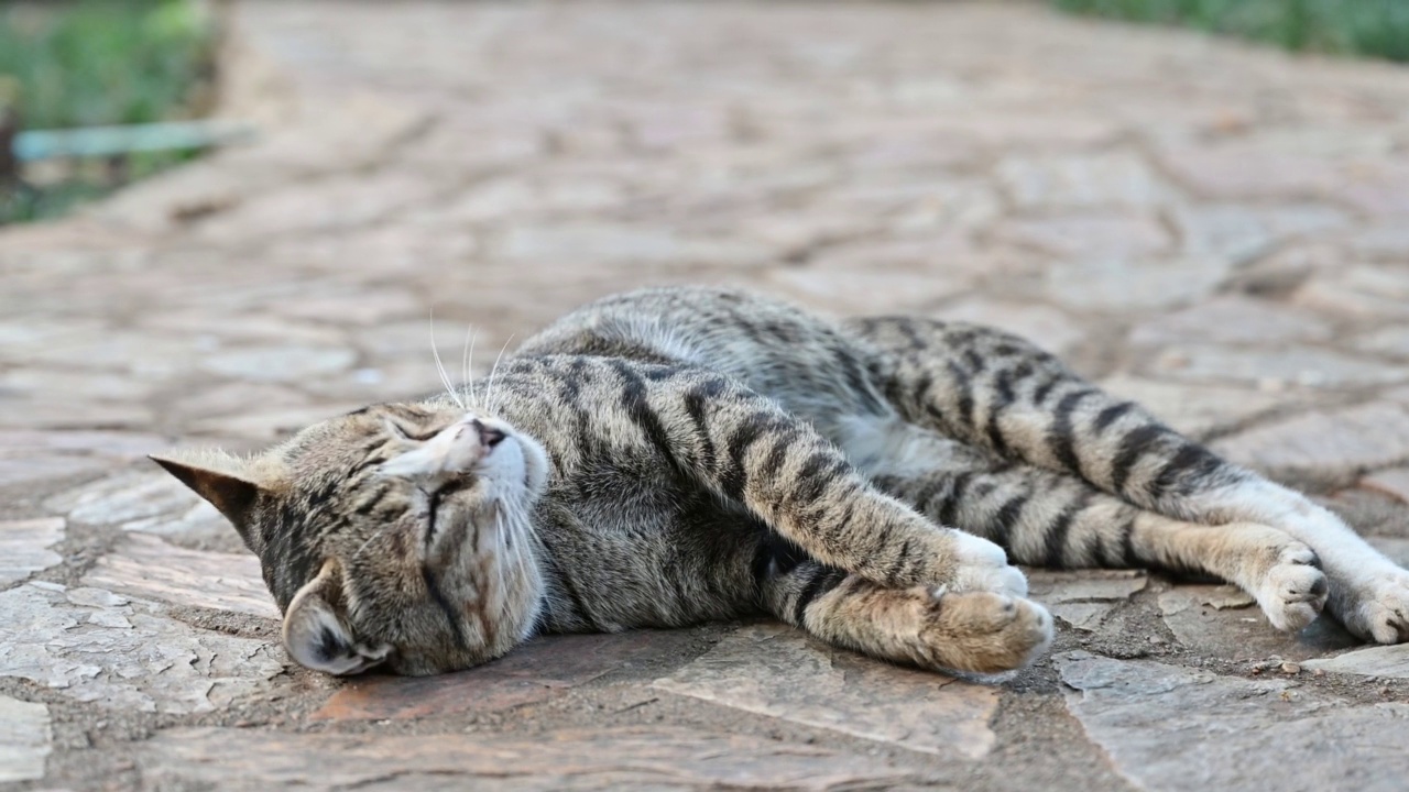 顽皮的灰虎斑猫躺在地板上打哈欠视频素材