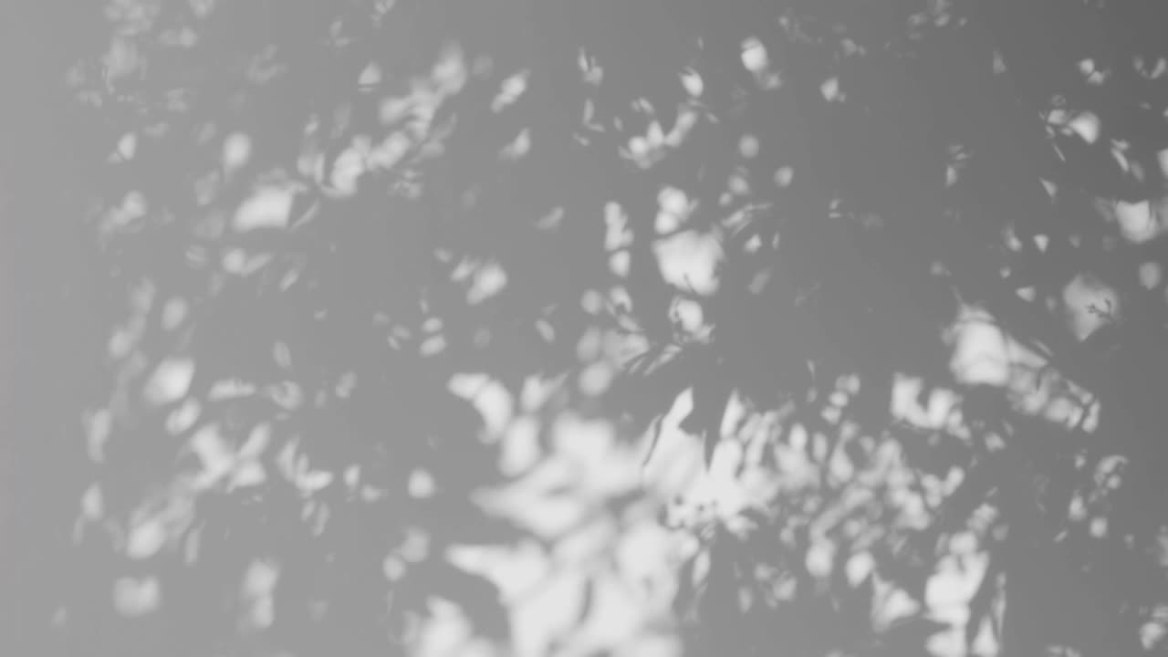 风中的阴影树叶覆盖在白色的墙壁背景上视频素材