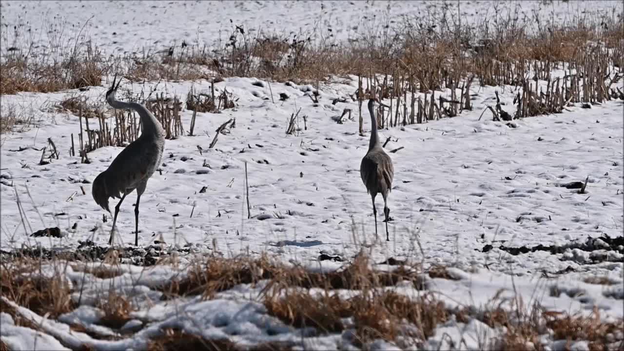 雪中的沙丘鹤视频素材