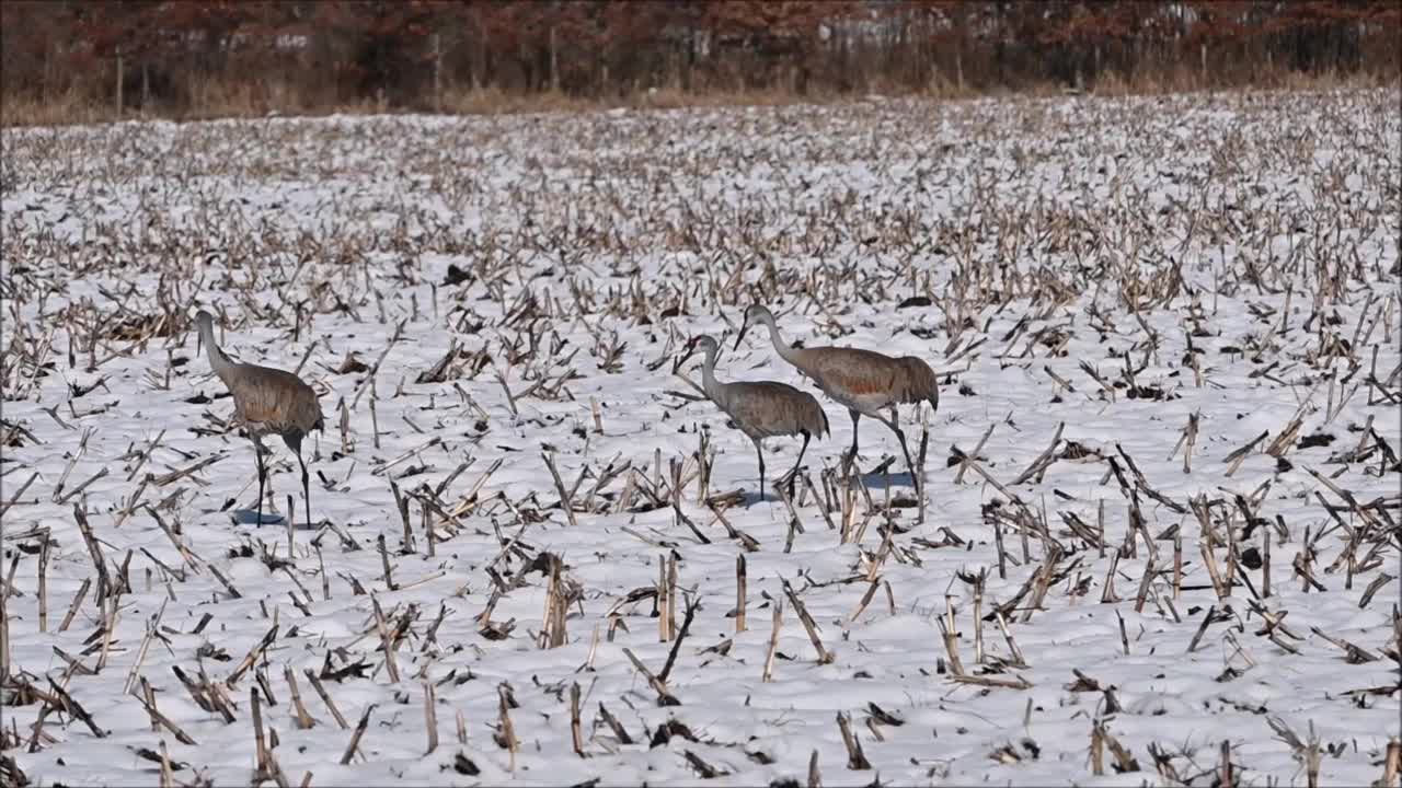 雪中的鹤视频素材