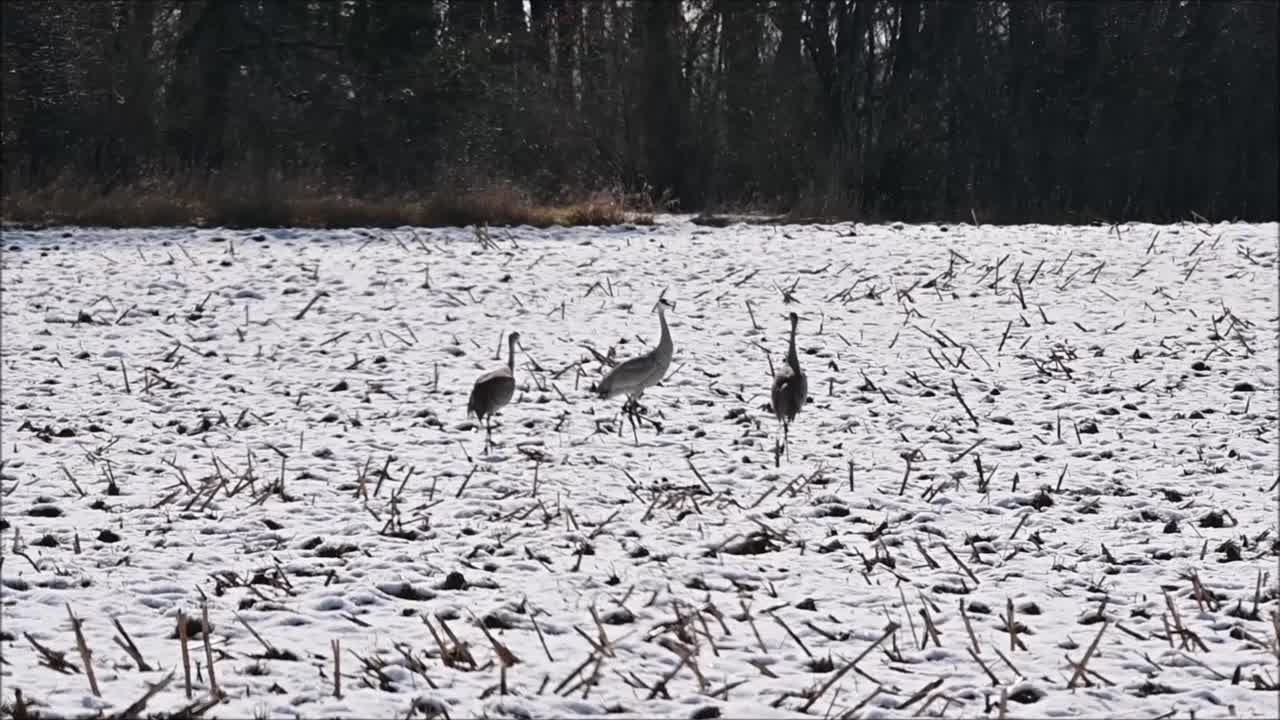 在雪中跳舞的鹤视频素材