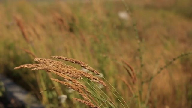 夏日黄昏，不同的野草在田野里摇曳。视频素材