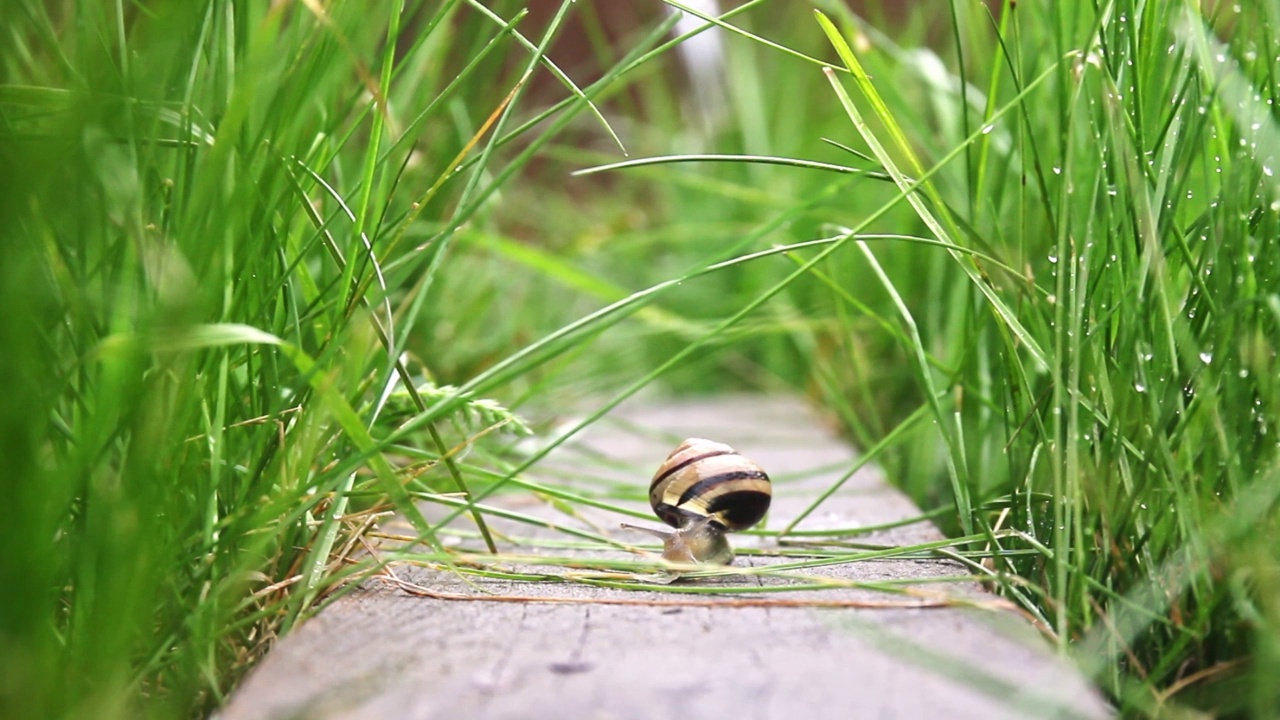 蜗牛爬在高高的草丛里的木板上视频素材
