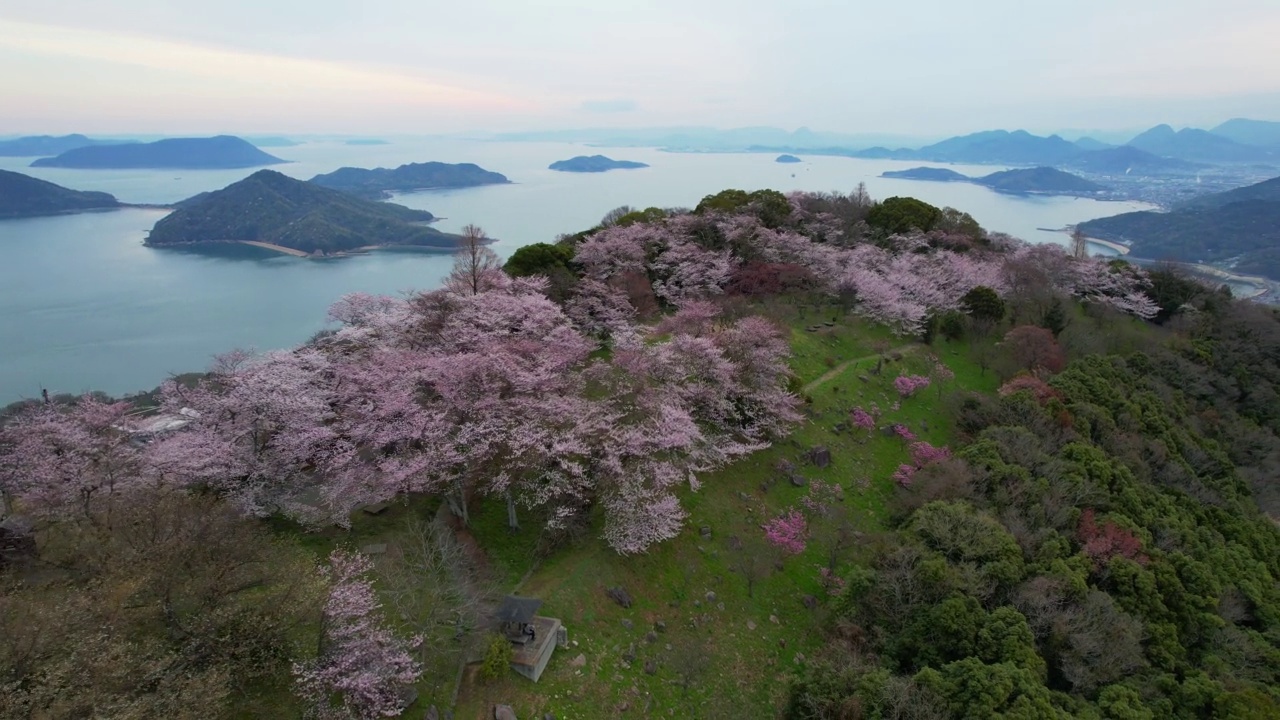 香川县三代市守德山的樱花和濑户内海视频素材