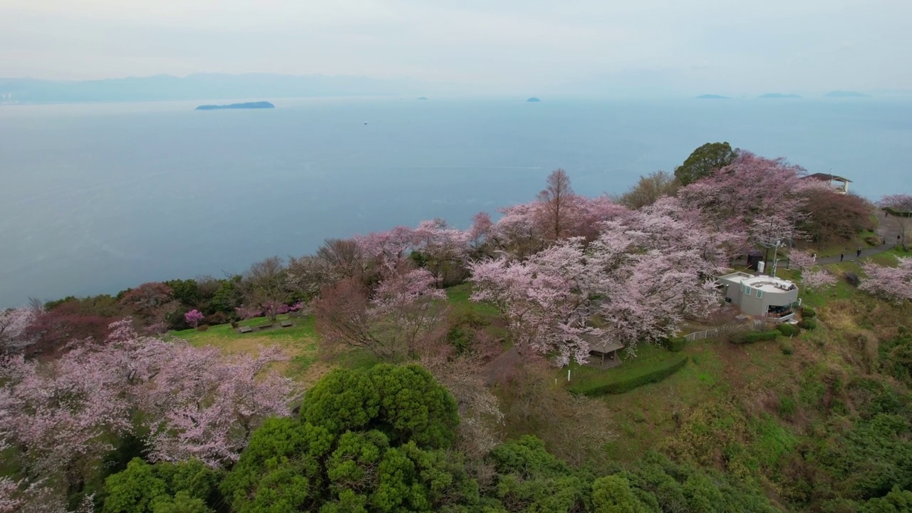 香川县三代市守德山的樱花和濑户内海视频素材