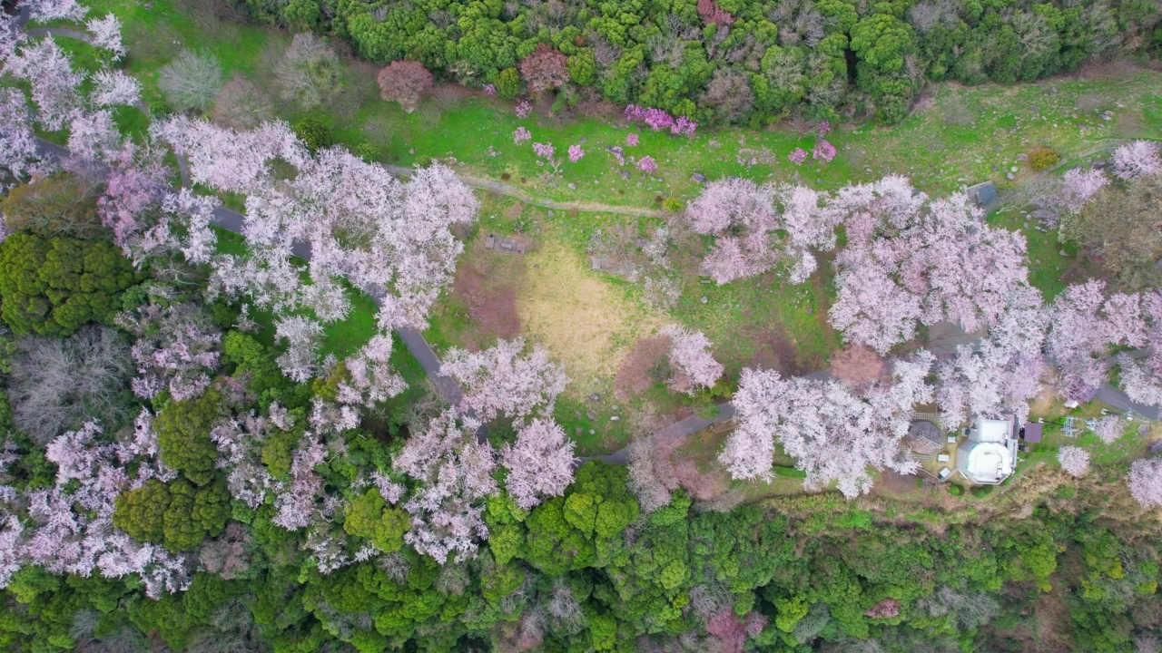 香川县三代市守德山的樱花和濑户内海视频素材