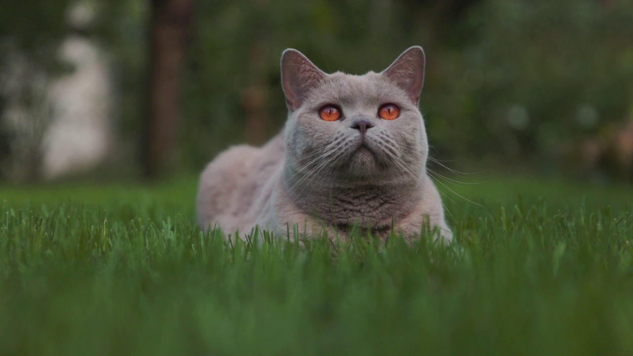 可爱的苏格兰猫在自家花园的草坪上看着相机。美丽的苏格兰猫户外，慢动作视频素材