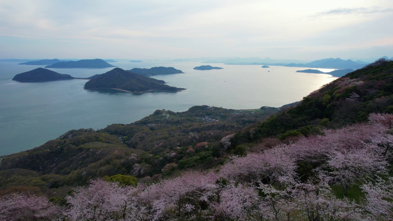 香川县三代市守德山的樱花和濑户内海视频素材