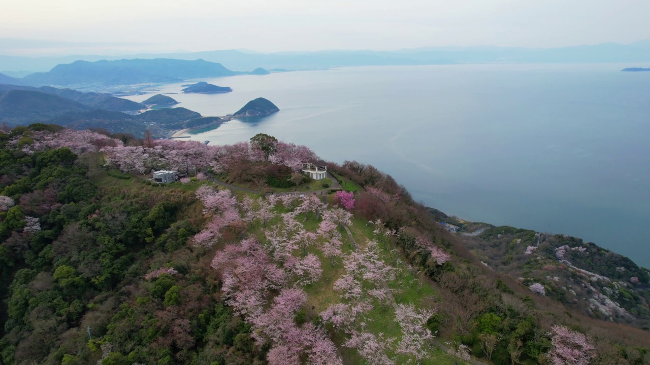 香川县三代市守德山的樱花和濑户内海视频素材