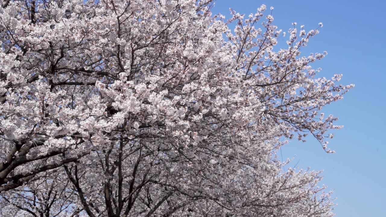 自然景观-樱花盛开，樱花树在春天/韩国视频素材