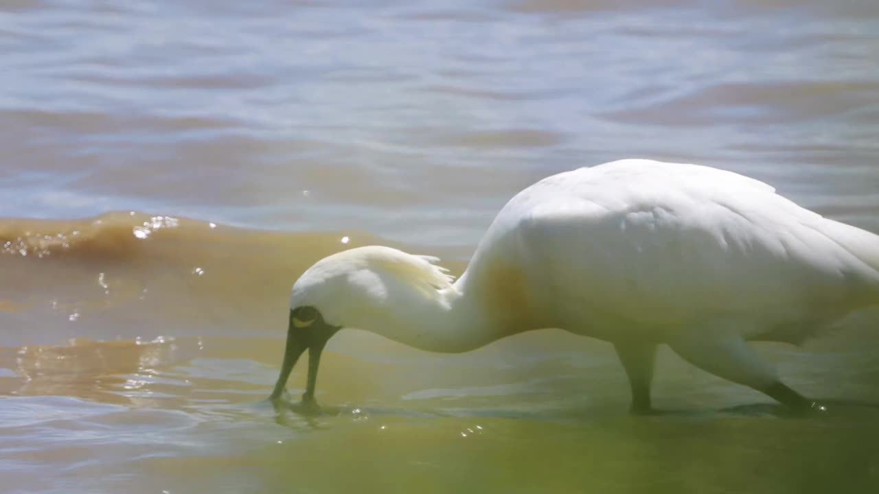 深圳湾黑脸琵鹭觅食研究视频素材