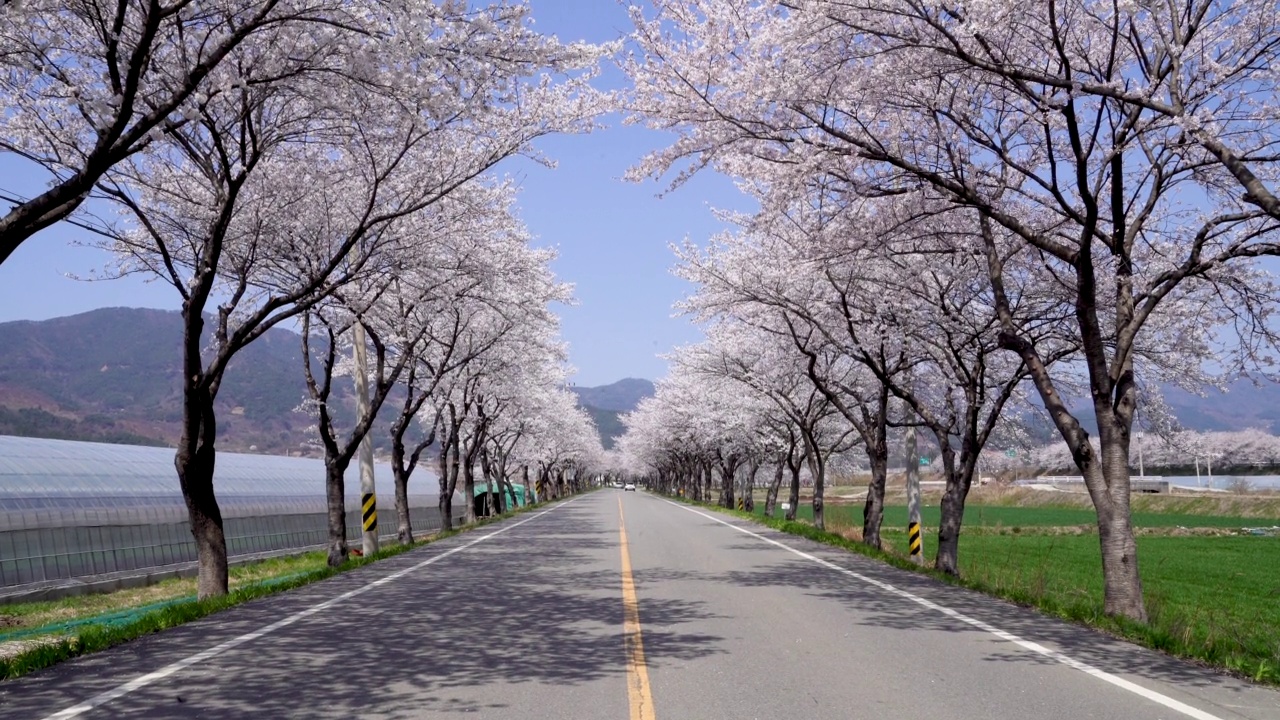 自然景观:樱花盛开，樱花树和汽车在春天的道路上/求礼郡，全南道，韩国视频素材