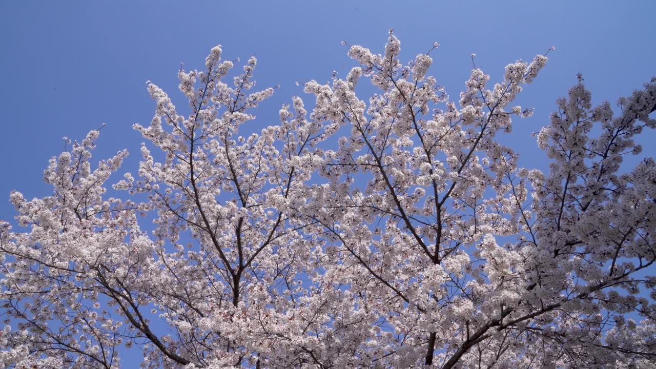 自然景观-樱花盛开，樱花树在春天/韩国视频素材