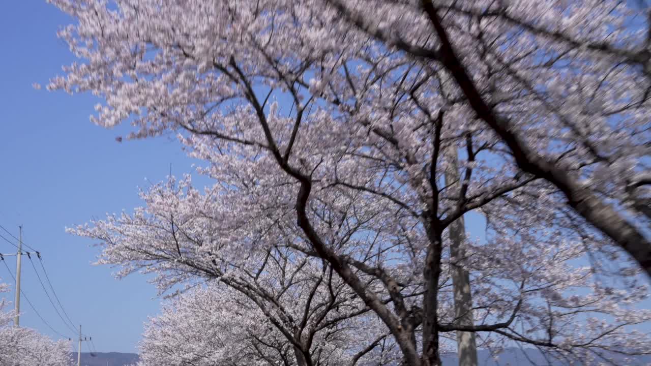 自然景观:樱花和樱花树在春天/求礼郡，全南道，韩国视频素材