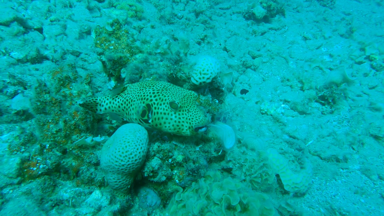 特写镜头。幼年河豚鱼躺在海底附近的珊瑚礁上。黑斑河豚或星黄龙-星黄龙。埃及红海视频素材