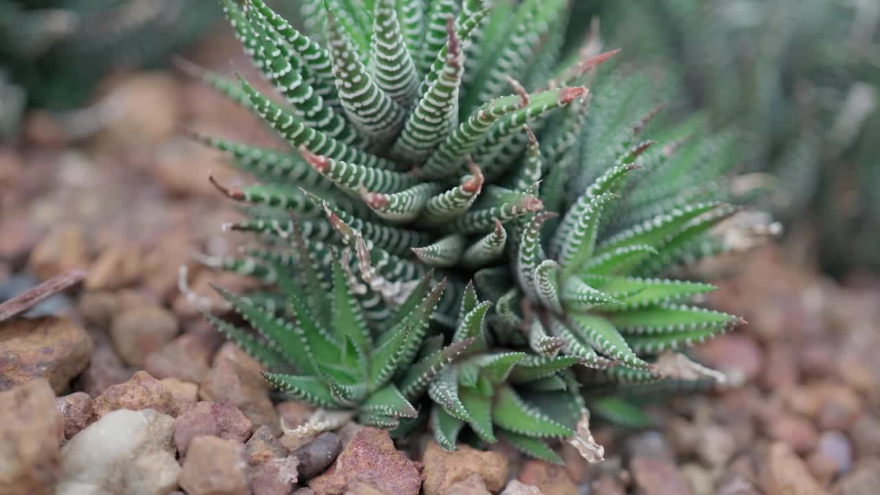 泰国植物园沙漠环境中的干旱植物视频下载