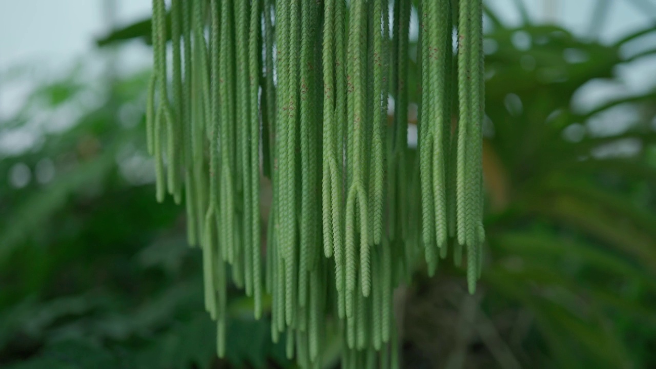 清迈植物园中的石杉属植物视频下载