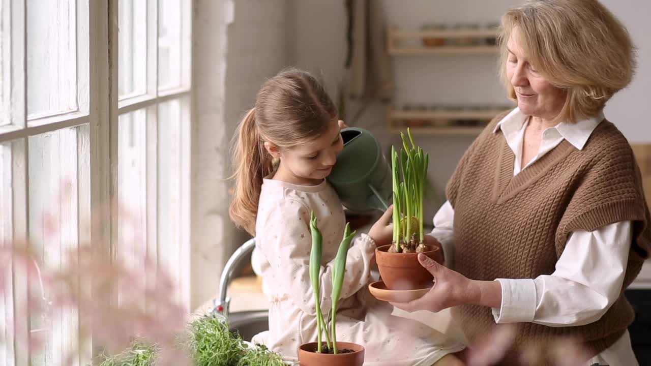 一位老妇人的祖母和一个小女孩的孙女在房子里照料和种植盆栽植物，在春天为地球日做园艺视频下载