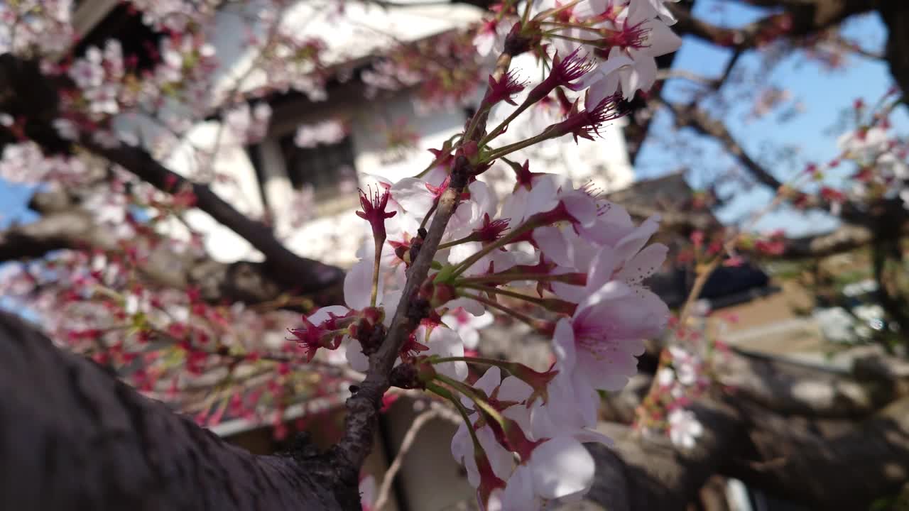 樱花，花，无人，自然，春天，树木，花瓣，植物，树枝，季节，樱桃树，花头，美丽，新鲜，特写，盛开视频素材