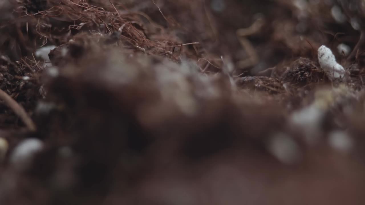 生长植物的土壤在宏观上是可见的。播种前的农田。视频素材