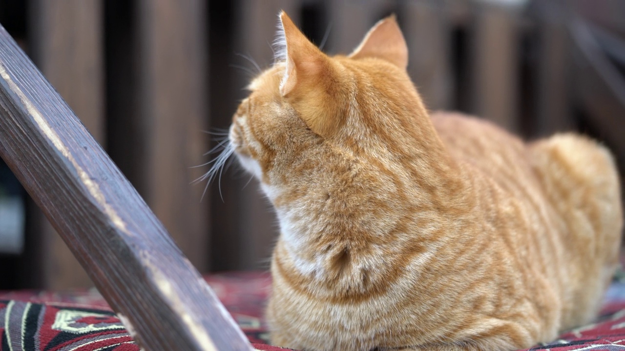 姜猫特写镜头视频素材