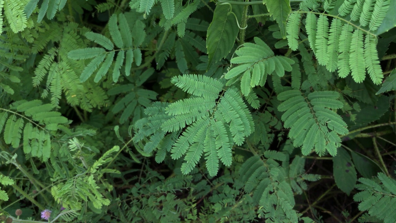 野生植物草叶视频素材