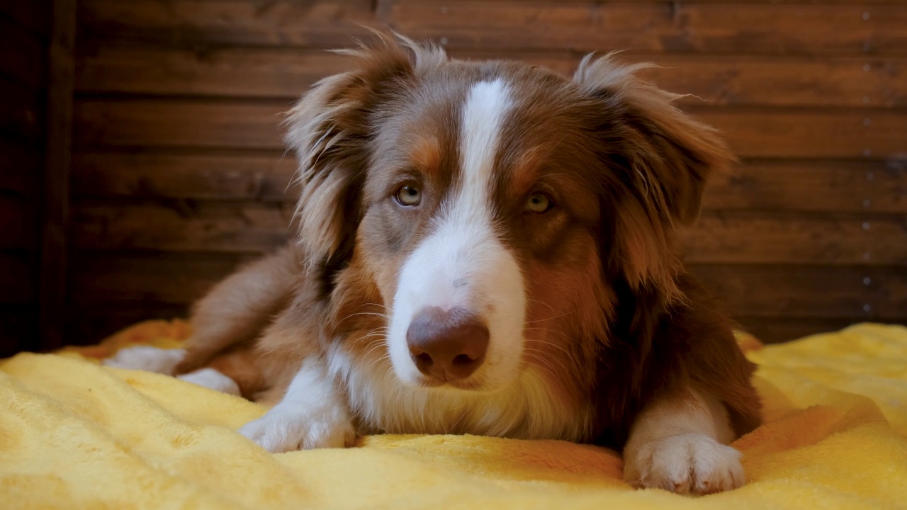 可爱的澳大利亚牧羊犬小狗躺在床上的黄色毯子上。视频素材