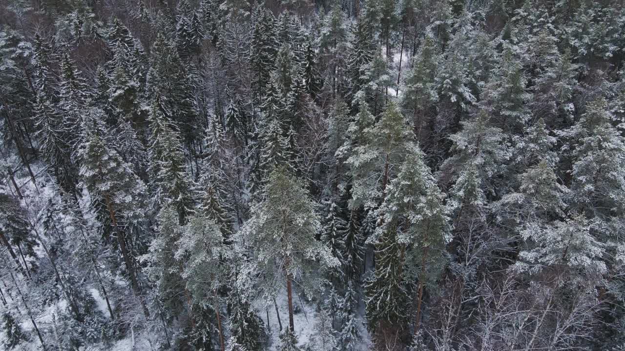 冬雪覆盖针叶林在寒冷的天气，鸟瞰。视频素材