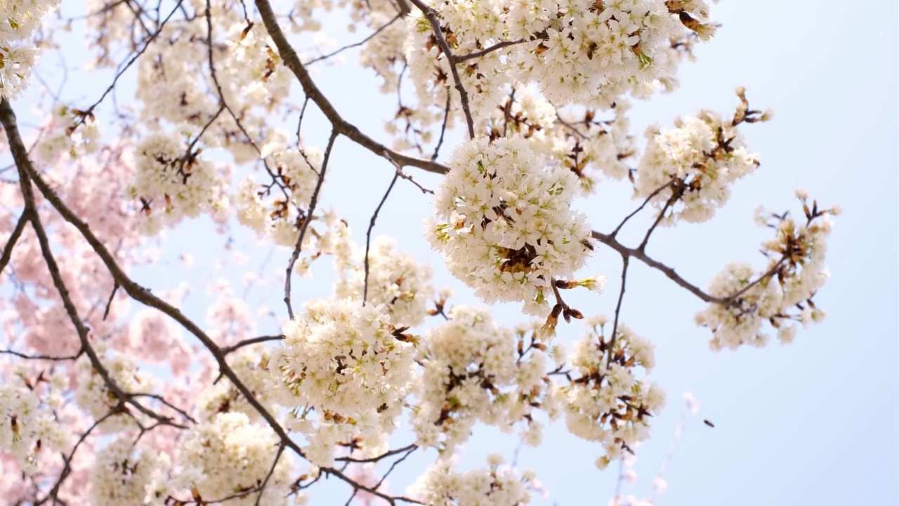 樱花的枝干映着蓝天的特写，自然背景。视频素材