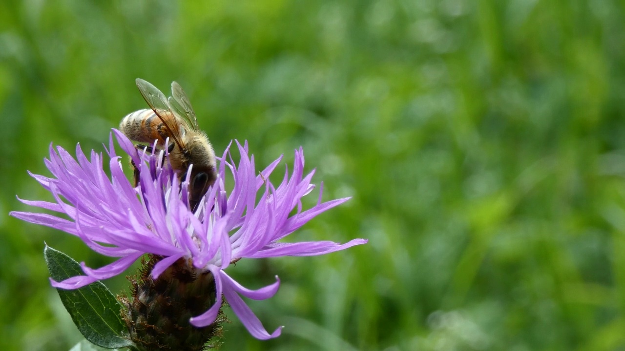 紫色矢车菊上的蜜蜂视频素材