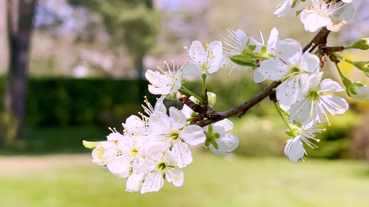 樱花视频素材