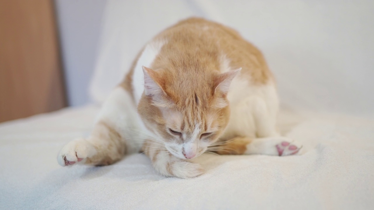 漂亮的红猫在沙发上舔自己的毛。可爱的猫舔了舔自己的尾巴，然后看向别处视频素材