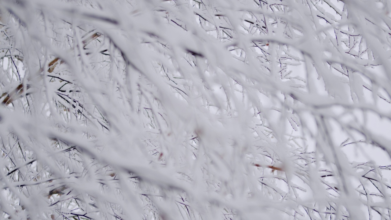 树枝被雪覆盖着。下雪的森林视频素材