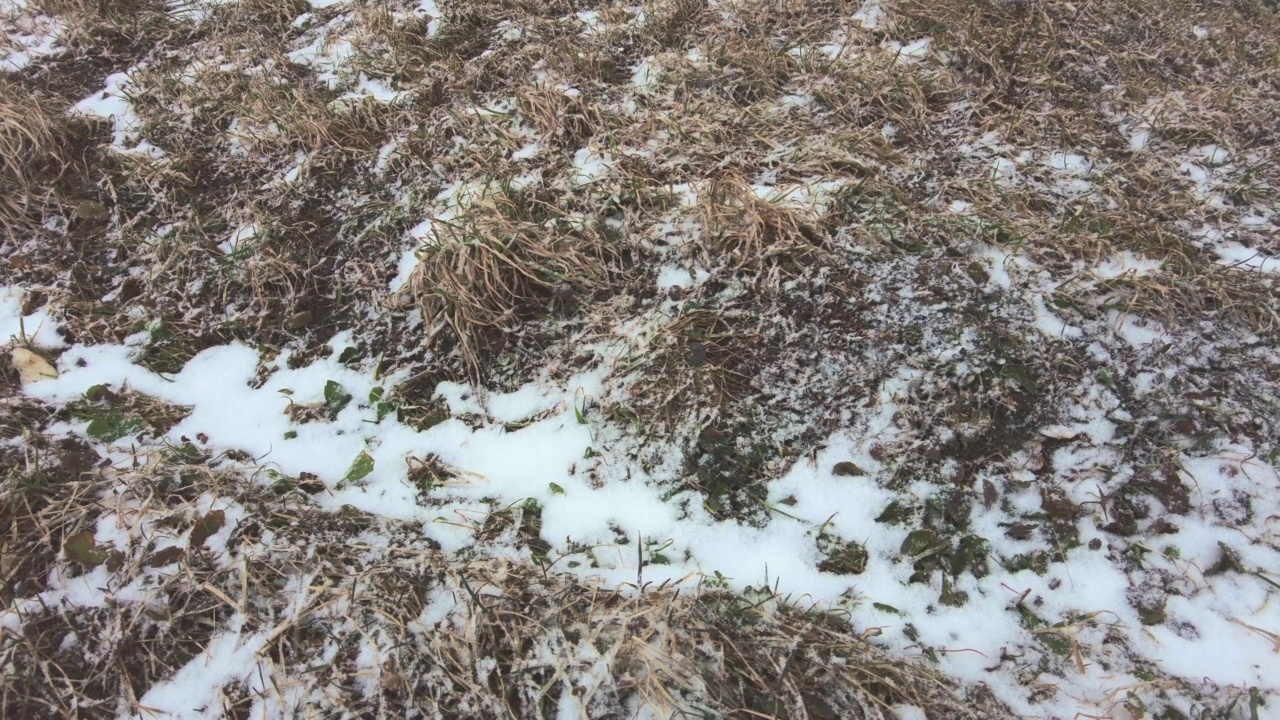 去年的雪落了，春天的草黄了，春天的雪坏了视频素材