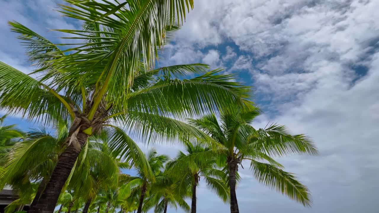 美丽的热带海滩，白色的沙子，棕榈树，蓝绿色的水，毛里求斯印度洋在一个阳光明媚的夏日度假视频素材