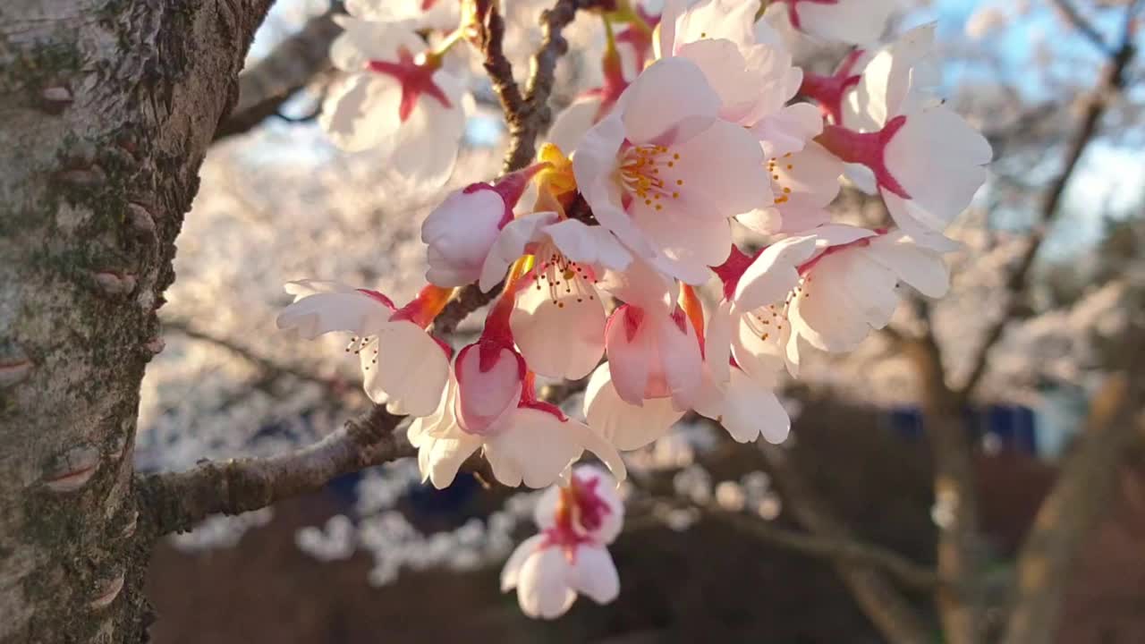 盛开的日本樱桃树，盛开的枝条，细扁桃视频素材