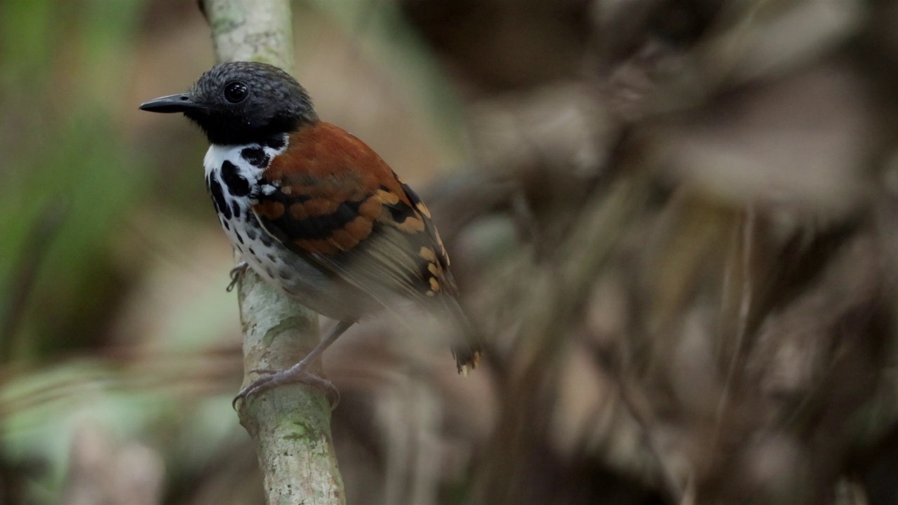 发现Antbird、巴拿马视频素材